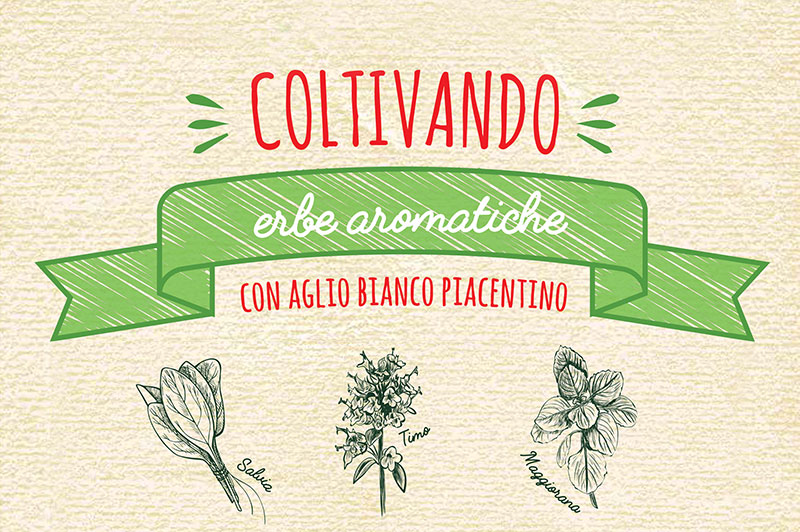 Guida erbe aromatiche