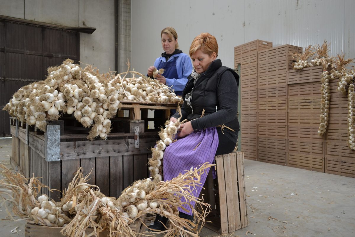 Preparazione trecce aglio