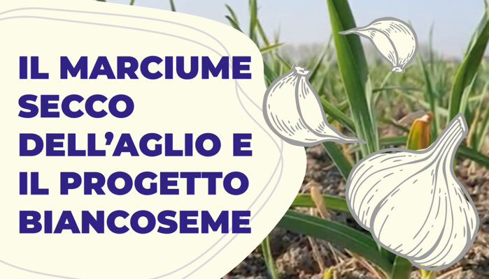 Il marciume dell'aglio e il progetto Biancoseme