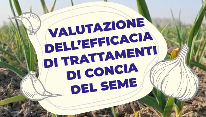 Valutazione dell'efficacia di trattamenti di concia del seme